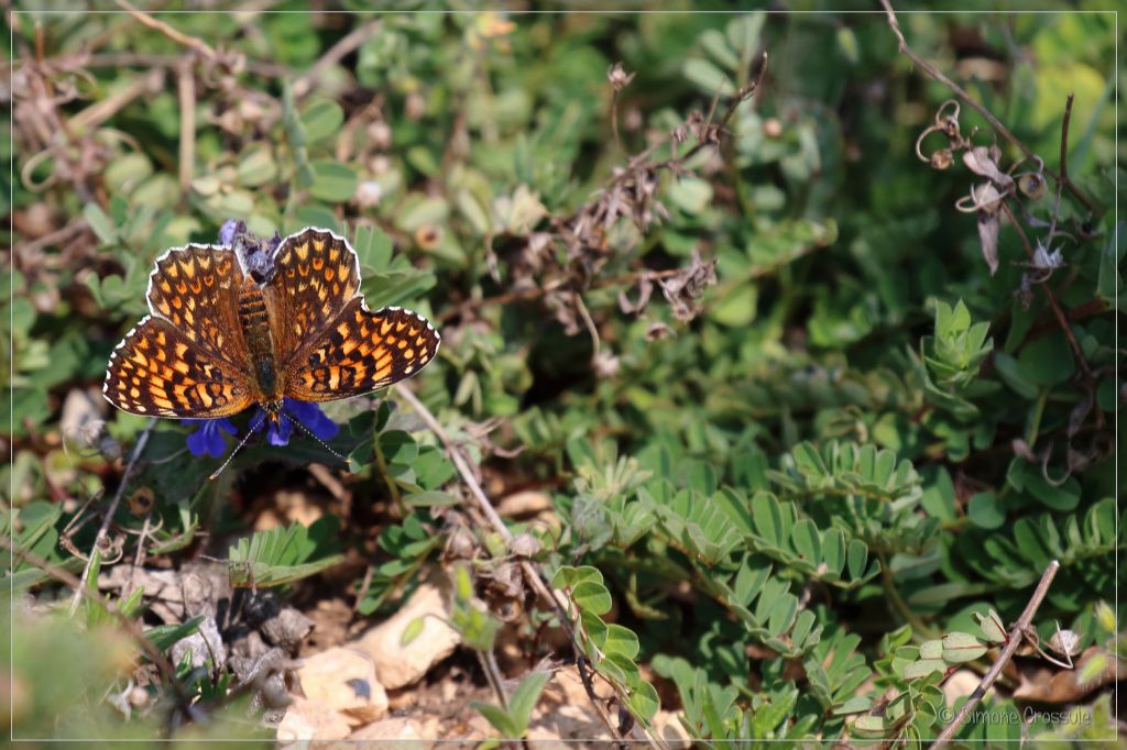 Aiuto farfalla da identificare - Melitaea phoebe, Nymphalidae